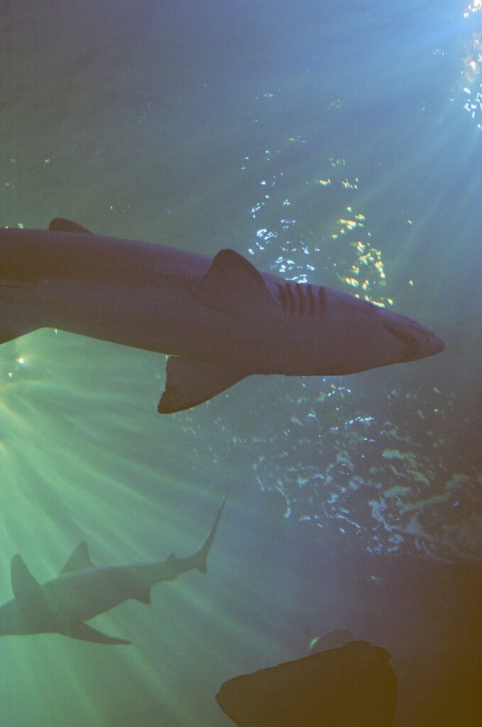 A film photo captures the couple exploring Mote Aquarium together.